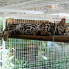 Lori Sorrentino > A beautiful Margay cat taking a snooze